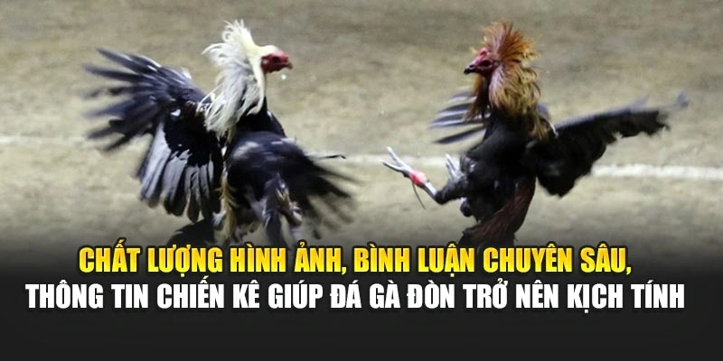 Chất lượng hình ảnh, bình luận chuyên sâu, thông tin chiến kê giúp đá gà đòn trở nên kịch tính