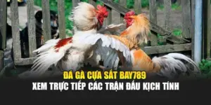 Đá Gà Cựa Sắt Bay789 - Xem Trực Tiếp Các Trận Đấu Kịch Tính