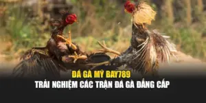 Đá Gà Mỹ Bay789 - Trải Nghiệm Các Trận Đá Gà Đẳng Cấp