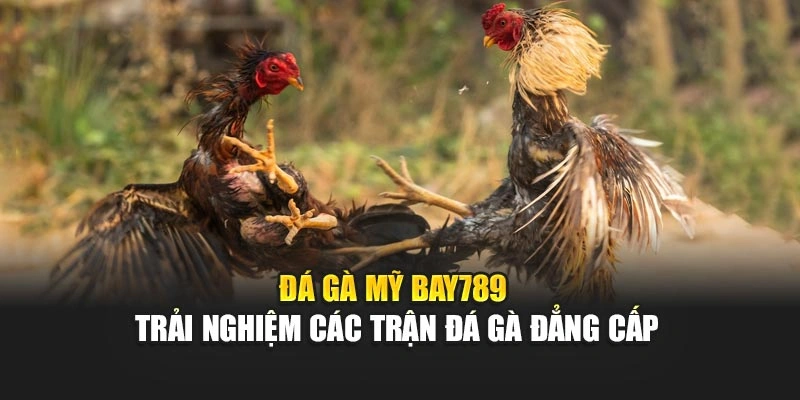 Đá Gà Mỹ Bay789 - Trải Nghiệm Các Trận Đá Gà Đẳng Cấp