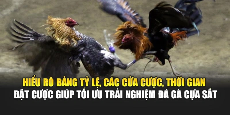 Hiểu rõ bảng tỷ lệ, các cửa cược, thời gian đặt cược giúp tối ưu trải nghiệm đá gà cựa sắt