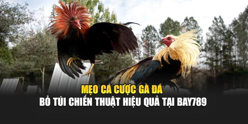 Mẹo Cá Cược Gà Đá - Bỏ Túi Chiến Thuật Hiệu Quả Tại Bay789