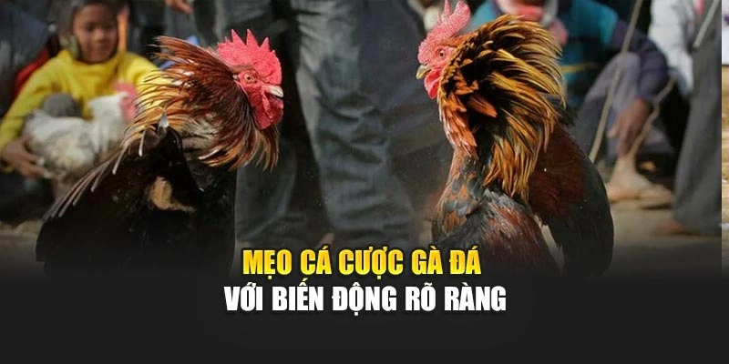 Mẹo cá cược gà đá với biến động rõ ràng