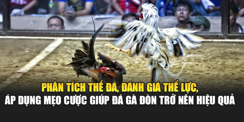 Phân tích thế đá, đánh giá thể lực, áp dụng mẹo cược giúp đá gà đòn trở nên hiệu quả