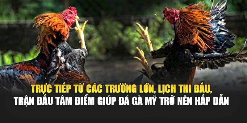 Trực tiếp từ các trường lớn, lịch thi đấu, trận đấu tâm điểm giúp đá gà Mỹ trở nên hấp dẫn